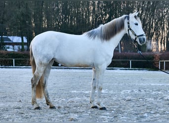 Andaluces, Yegua, 7 años, 153 cm, Tordo