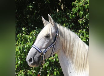 Andaluces, Yegua, 7 años, 153 cm, Tordo