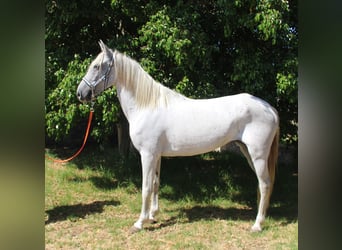 Andaluces, Yegua, 7 años, 153 cm, Tordo