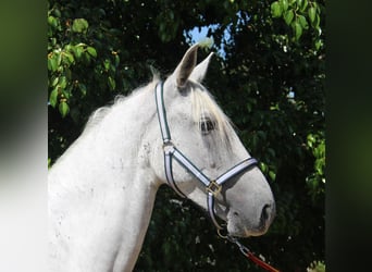 Andaluces, Yegua, 7 años, 153 cm, Tordo