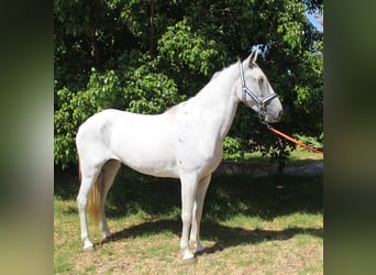 Andaluces, Yegua, 7 años, 153 cm, Tordo