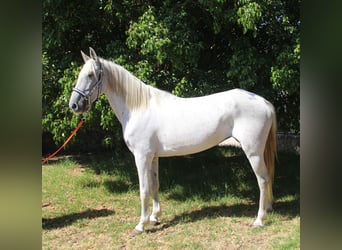 Andaluces, Yegua, 7 años, 153 cm, Tordo