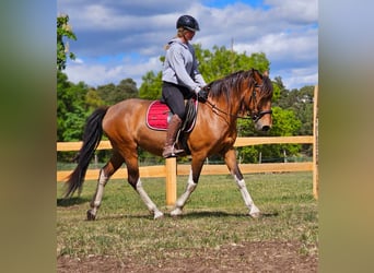 Andaluces Mestizo, Yegua, 7 años, 155 cm, Castaño