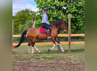 Andaluces Mestizo, Yegua, 7 años, 155 cm, Castaño