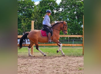 Andaluces Mestizo, Yegua, 7 años, 155 cm, Castaño
