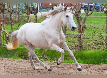 Andaluces, Yegua, 7 años, 155 cm, Tordo