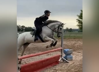 Andaluces, Yegua, 7 años, 155 cm, Tordo