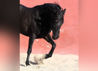 Andaluces, Yegua, 7 años, 157 cm, Negro