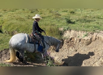 Andaluces Mestizo, Yegua, 7 años, 157 cm, Tordo