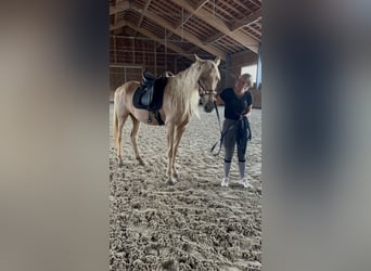 Andaluces, Yegua, 7 años, 158 cm, Palomino