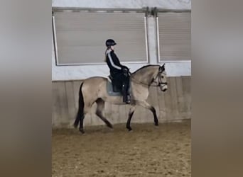 Andaluces, Yegua, 7 años, 160 cm, Buckskin/Bayo