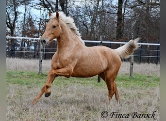 Andaluces, Yegua, 7 años, 165 cm, Palomino