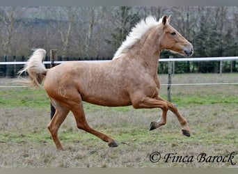 Andaluces, Yegua, 7 años, 165 cm, Palomino