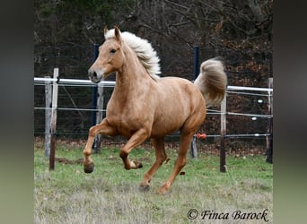 Andaluces, Yegua, 7 años, 165 cm, Palomino