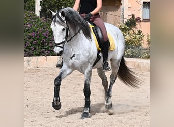 Andaluces, Yegua, 7 años, 165 cm, Tordo