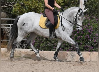 Andaluces, Yegua, 7 años, 165 cm, Tordo