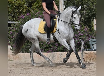 Andaluces, Yegua, 7 años, 165 cm, Tordo