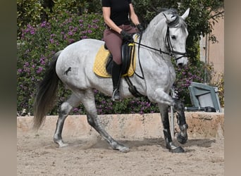 Andaluces, Yegua, 7 años, 165 cm, Tordo