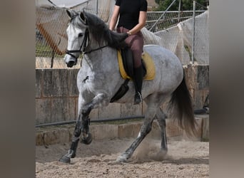 Andaluces, Yegua, 7 años, 165 cm, Tordo