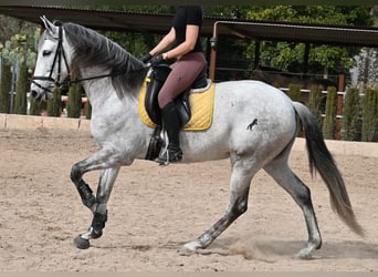 Andaluces, Yegua, 7 años, 165 cm, Tordo