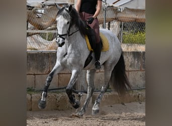 Andaluces, Yegua, 7 años, 165 cm, Tordo