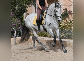 Andaluces, Yegua, 7 años, 165 cm, Tordo