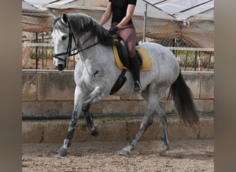 Andaluces, Yegua, 7 años, 165 cm, Tordo