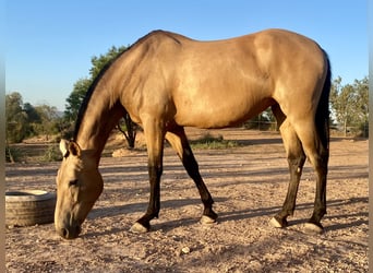 Andaluces, Yegua, 7 años, 169 cm, Bayo