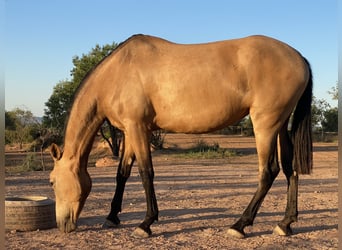 Andaluces, Yegua, 7 años, 169 cm, Bayo