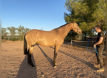 Andaluces, Yegua, 7 años, 169 cm, Bayo