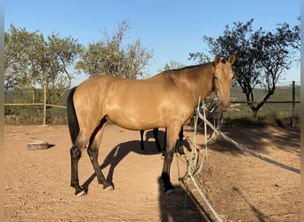 Andaluces, Yegua, 7 años, 169 cm, Bayo