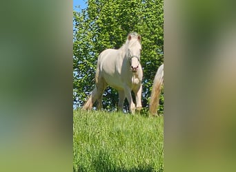 Andaluces, Yegua, 8 años, 147 cm, Cremello