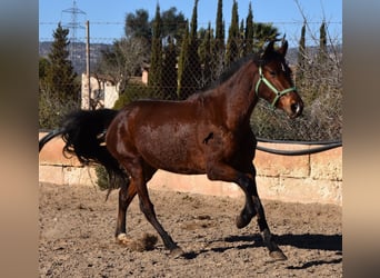 Andaluces, Yegua, 8 años, 151 cm, Castaño