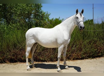 Andaluces, Yegua, 8 años, 152 cm, White/Blanco