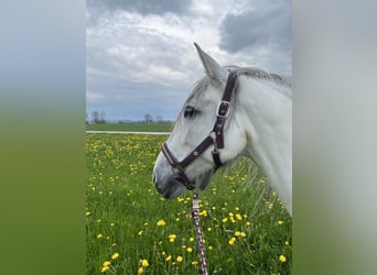 Andaluces, Yegua, 8 años, 154 cm, Tordo