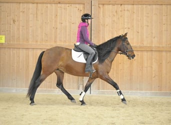 Andaluces, Yegua, 8 años, 155 cm, Castaño