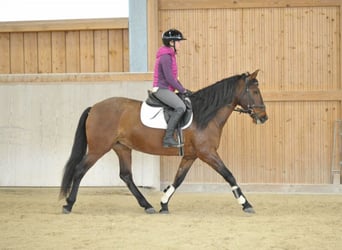 Andaluces, Yegua, 8 años, 155 cm, Castaño