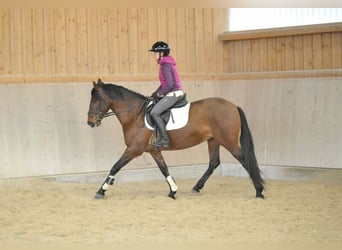 Andaluces, Yegua, 8 años, 155 cm, Castaño