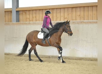 Andaluces, Yegua, 8 años, 155 cm, Castaño