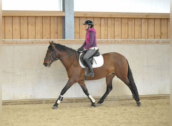 Andaluces, Yegua, 8 años, 155 cm, Castaño