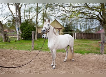 Andaluces, Yegua, 8 años, 155 cm, Tordo
