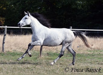 Andaluces, Yegua, 8 años, 156 cm, Tordo