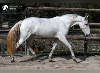 Andaluces, Yegua, 8 años, 156 cm, White/Blanco