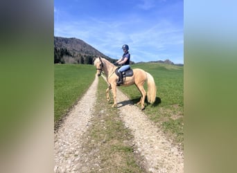 Andaluces, Yegua, 8 años, 157 cm, Palomino