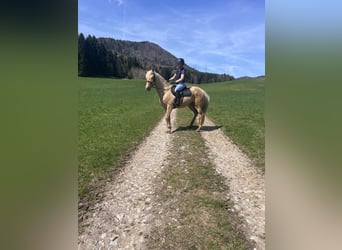 Andaluces, Yegua, 8 años, 157 cm, Palomino