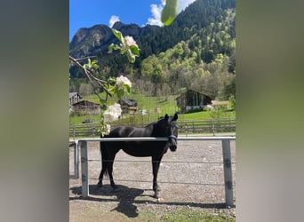 Andaluces Mestizo, Yegua, 8 años, 161 cm, Negro