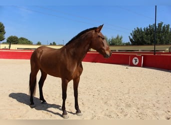 Andaluces, Yegua, 8 años, Castaño rojizo