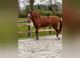 Andaluces, Yegua, 9 años, 156 cm, Alazán