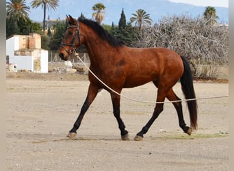 Andaluces, Yegua, 9 años, 158 cm, Castaño