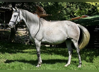 Andaluces, Yegua, 9 años, 158 cm, Tordo